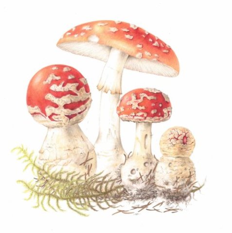 Amanita Mushroom by Dorota Haber-Lehigh